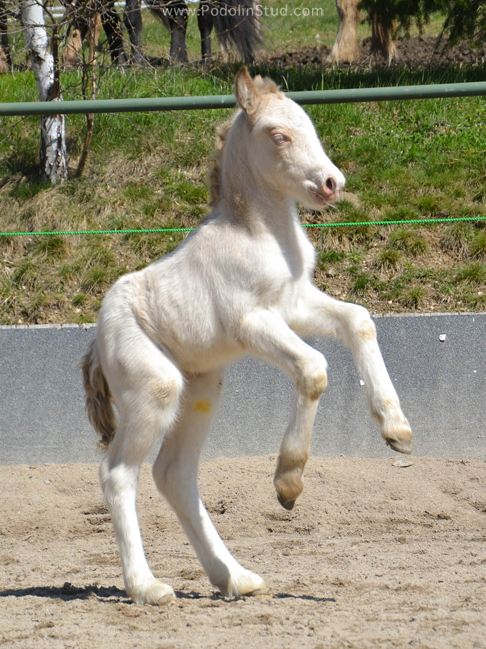 Perlino Gypsy Cob Foals